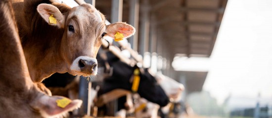 Élevages bovins, ovins et caprins : montant des aides Pac 2026